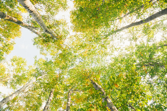 Beautiful birch forest shoot from the ground to the treetop