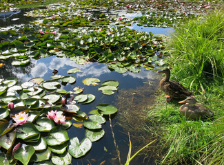 Pair ducks and pink waterlilies.
