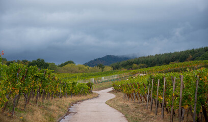 Weinberge oberhalb von Blienschwiller im Elsass