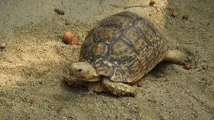 Leopard tortoise, Hartbeespoort, North West, South Africa