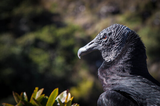 Vulture