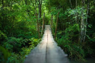 Wooden Bridge through the Forest