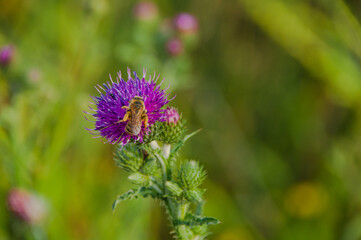  Biene am Distel - im Naturschutzgebiet- Hannover Kronsberg