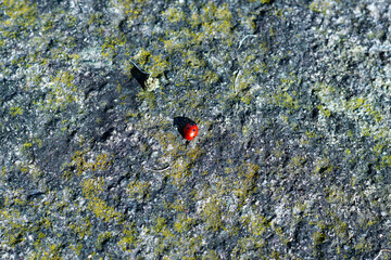 ladybug lost by the stone