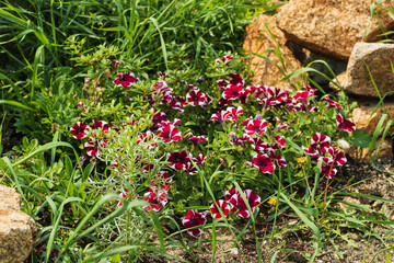Beautiful flowers with white-pink petals grow in the grass among the stones.