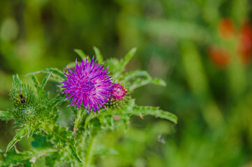  Distel im Naturschutzgebiet- Hannover Kronsberg