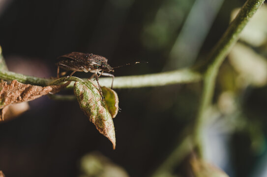 Stink bug