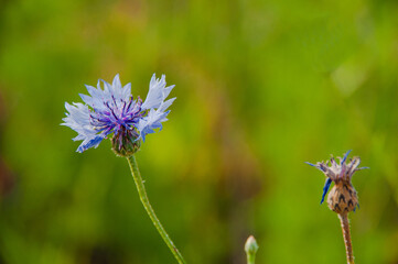 Blumenwiese im Naturschutzgebiet- Hannover Kronsberg