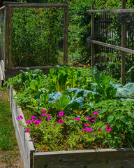 Flowers and greens in raised garden 2