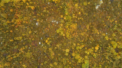 Top down autumn wood. Aerial top view of autumn forest with colorful trees. Trees with bright yellow foliage. Yellow and orange  autumn trees in forest. Nature beautiful background. 