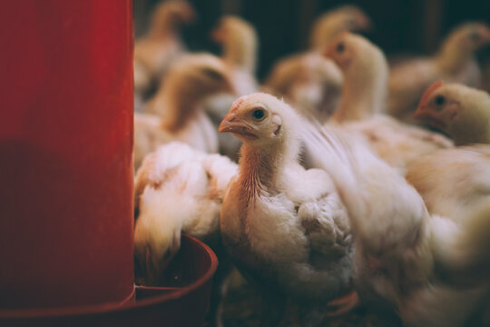 Chicken in a poultry farm.