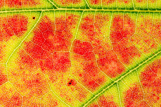 Autumn/fall leaf details