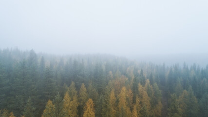 Spruce forest trees on the mountain hills. Morning fog at beautiful autumn forest.