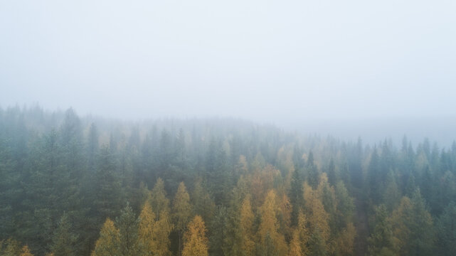 Spruce forest trees on the mountain hills. Morning fog at beautiful autumn forest. © raland