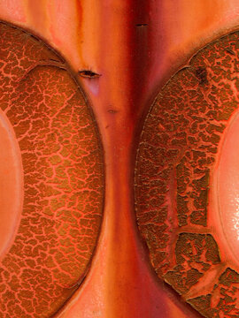 closeup macro of circular decals on an Amtrak train engine in a junkyard