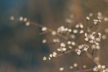 Macro of tiny white flowers in winter