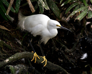 Snowy Egret Stock Photos. Close up perched on branch displaying fluffy feather plumage, wings, head, beak, eye in its environment and habitat with a foliage background.