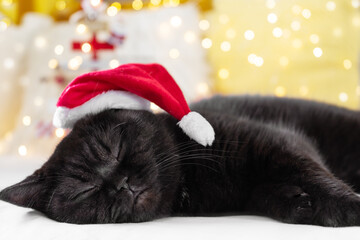 Christmas cat sleeping near the new year tree, portrait, greeting card