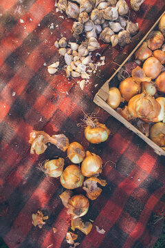 Autumn harvest - selective focus on onions and garlic