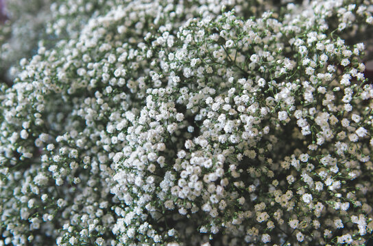 baby's breath flowers