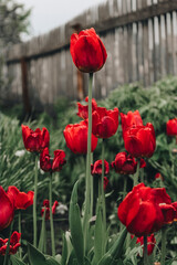 Obraz premium beautiful spring flowers