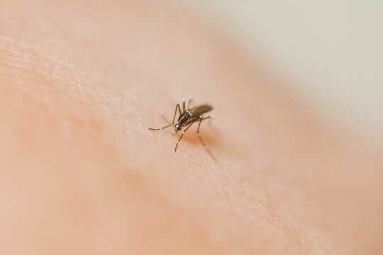 Close up of a mosquito bite.