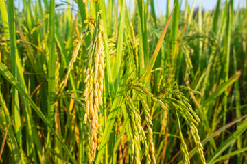 Close up rice plants yield   ripening growing waiting for harvest