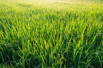 Rice plants in rice fields