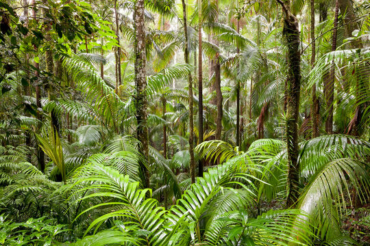 Rainforest, Eungella National Park, nr Mackay, Australia