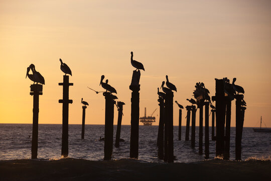 Pelicans sit on an abandoned pier as the sun sets