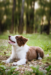 Adorable Border Collie puppy sitting on the ground. Four months old fluffy puppy in the park.