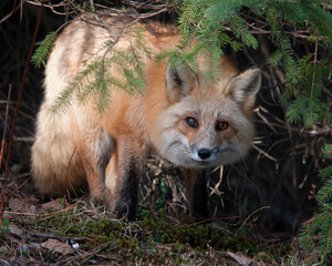 Fox Red Fox Stock Photo. Red fox animal close-up profile view evergreen background and moss. Portrait. Picture. Image. Photo.