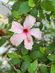 Nice pink rose bush in Malta