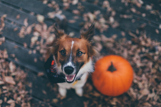 Halloween Dog
