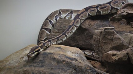 Reticulated python, Hartbeespoort, North West, South Africa
