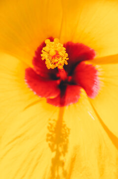 Bright yellow hibiscus flower; macro floral background