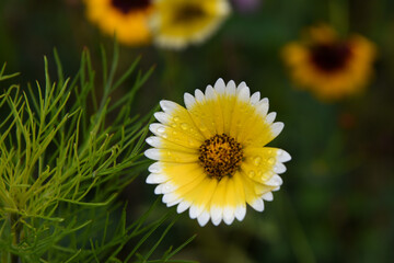 fiore macro gocce fioritura petali fiori 