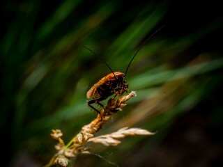 Insect on dry branch close up