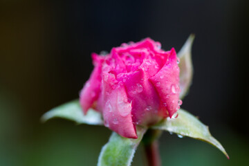 Roses after rain