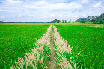 Dry reeds walkway in rice field and blue sky background.