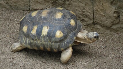 Tortoise, Hartbeespoort, North West, South Africa