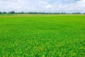Ripe rice field and sky landscape on the farm.