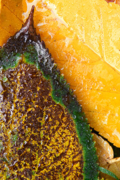 closeup macro of autumn leaves overlapping colors textures patterns