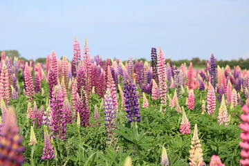 lupins on a field