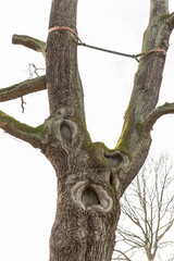 Fototapeta na wymiar face in old tree with caracter stem