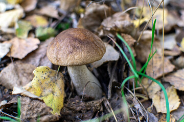 mushroom in the forest