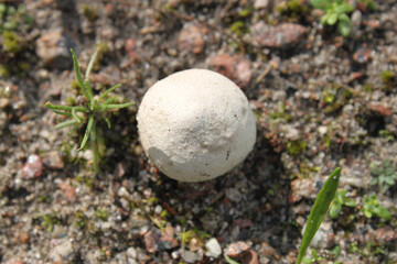 Mushroom (raincoat) grown in green grass after rain, close-up shot on a clear sunny day.
