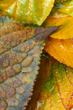 closeup macro of overlapping autumn leaves, gestures, colors, patterns