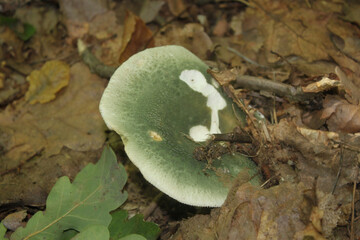 Mushroom (russula green) in dry foliage of trees, shot close-up on a clear sunny day.