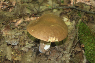 A mushroom growing in the forest in dry leaves of trees, shot close-up on a clear sunny day.